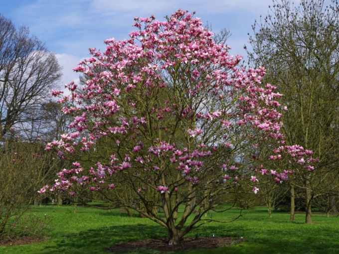 Regala un albero a chi vuoi bene, l’iniziativa decolla