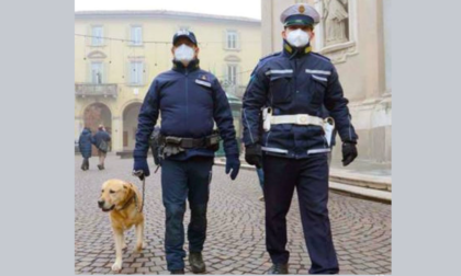 I numeri dei controlli Covid (e delle multe) a Treviglio
