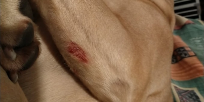 Cane azzannato mentre è a passeggio col padrone