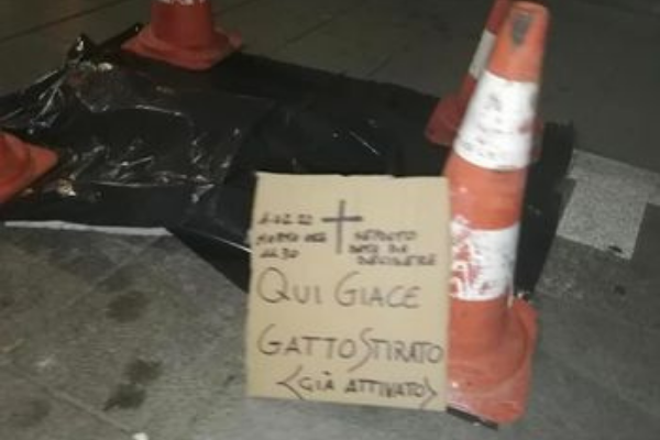 Gatto morto in centro, una giornata intera per raccoglierlo e qualcuno recita il requiem