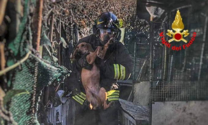 Capanno divorato dalle fiamme, nell’incendio muoiono sei cagnolini
