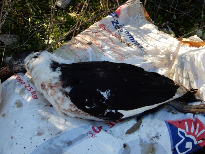 Carcasse di animali trovate nel Serio