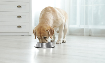 Dieta ipoallergenica per cani: perché sceglierla?