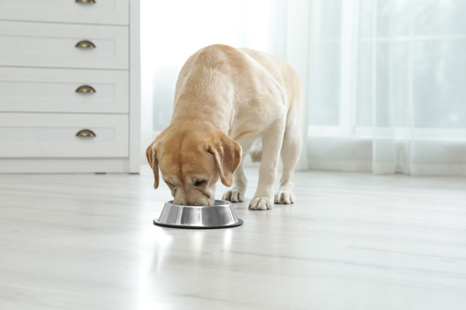 Dieta ipoallergenica per cani: perché sceglierla?