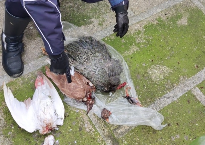 Volatili decapitati abbandonati sul vialetto del cimitero