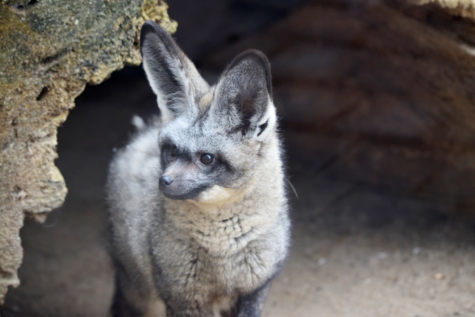 Sabato riapre le Cornelle (con due cuccioli di otocione, gli unici in Italia)