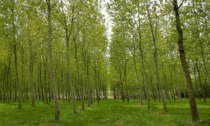 La Bassa scopre l'arboricoltura: maxi progetto da 10mila alberi a Caravaggio