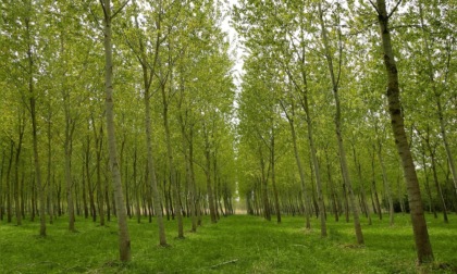 La Bassa scopre l'arboricoltura: maxi progetto da 10mila alberi a Caravaggio