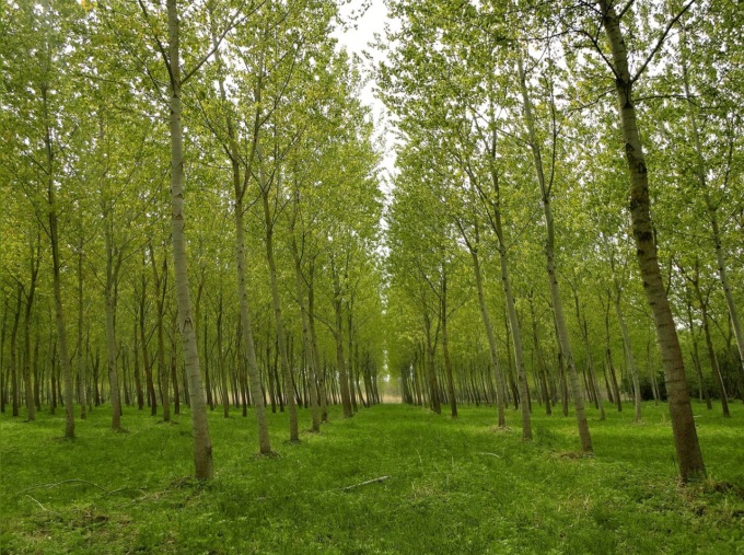 La Bassa scopre l’arboricoltura: maxi progetto da 10mila alberi a Caravaggio