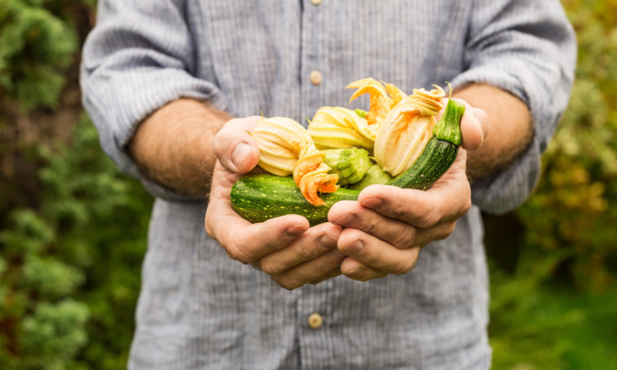 Facciamo l’orto in casa: da venerdì in regalo le zucchine