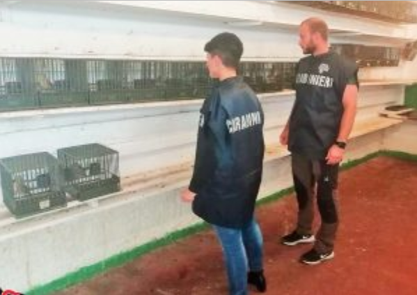 Operazione “L’anello mancante”, oltre 2500 volatili sequestrati e 104 denunciati dai carabinieri forestali