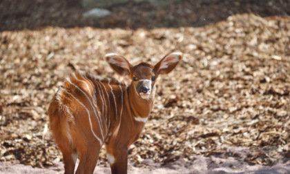 Alle "Cornelle" è nata una piccola antilope: via al contest per trovarle un nome