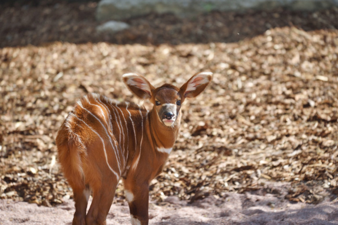 Alle “Cornelle” è nata una piccola antilope: via al contest per trovarle un nome