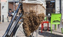 Lo spettacolo della Natura in piazzetta:  sciame di api su una bicicletta davanti al Jammin'
