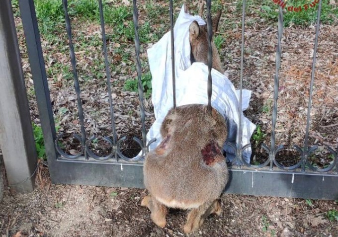 Caprioli, cicogne, falchi: una settimana di salvataggi animali in provincia di Bergamo