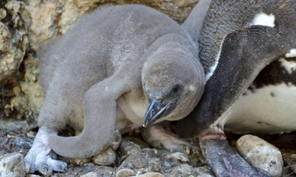 Suricati, Ibis e anche un pinguino: alle Cornelle tanti nuovi cuccioli (in cerca di un nome)