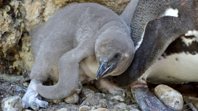 Suricati, Ibis e anche un pinguino: alle Cornelle tanti nuovi cuccioli (in cerca di un nome)