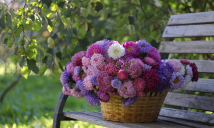 Astro American Beauty: un gran bel fiore dai colori delicati