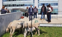 Pecore davanti al Pirellone, per lanciare Spirano come "capitale" del pastoralismo