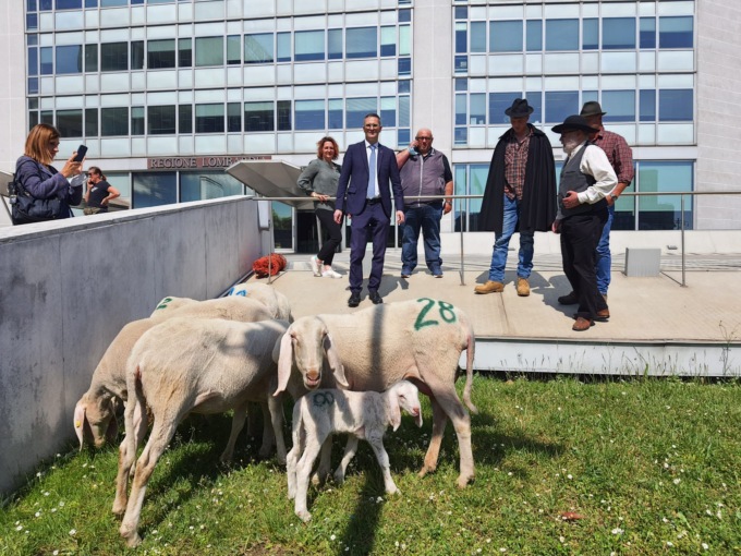 Pecore davanti al Pirellone, per lanciare Spirano come “capitale” del pastoralismo