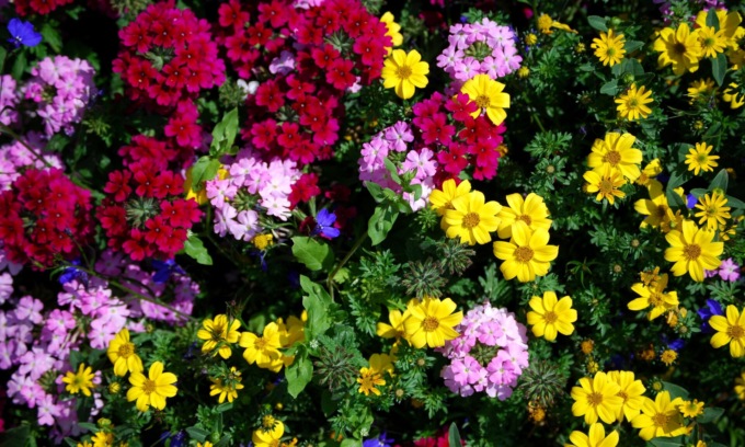 In regalo con il Giornale di Treviglio i semi di coloratissimi Fiori d’estate
