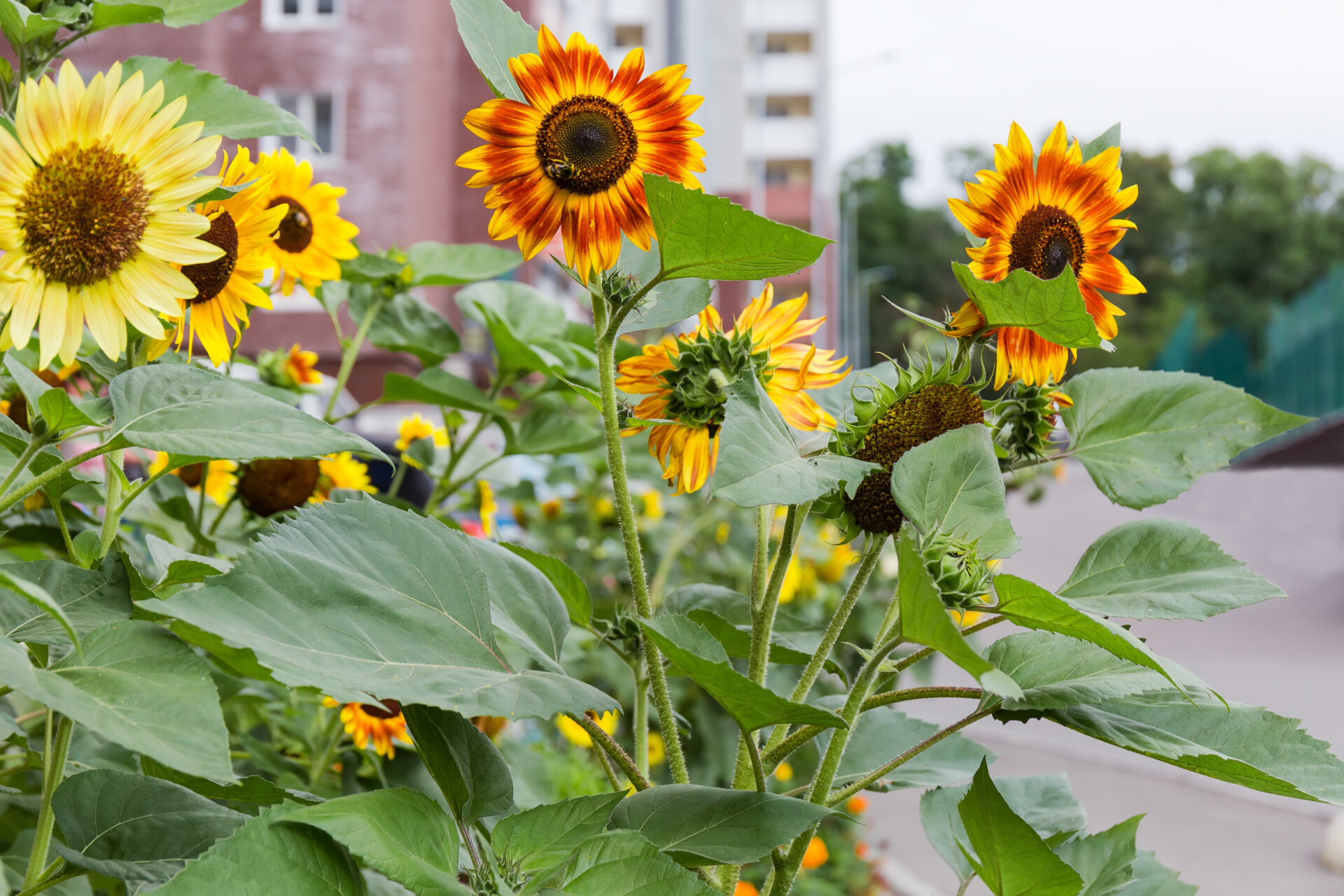 Girasole: fiori caldi, luminosi e allegri - Prima Treviglio