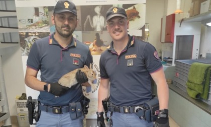 Treviglio, coniglio salvato dagli agenti di Polizia, ora il cucciolo si trova al Cras di Valpredina