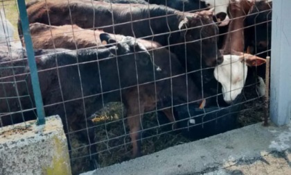 Tredici mucche sotto il sole e senza acqua: maxi multa per l'allevatore