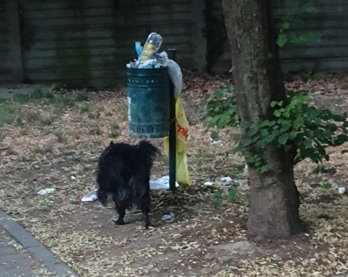 Chiasso e sporcizia nell’area cani di via Zara, la protesta dei residenti