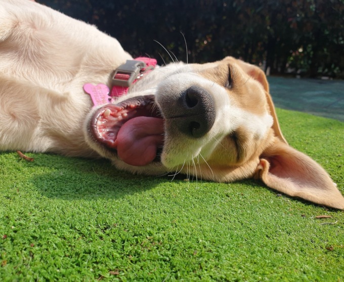 Simpatiche Zampette: cento animali iscritti, eccoli!