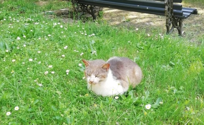 “Senza di me quel gatto si lascerà morire”