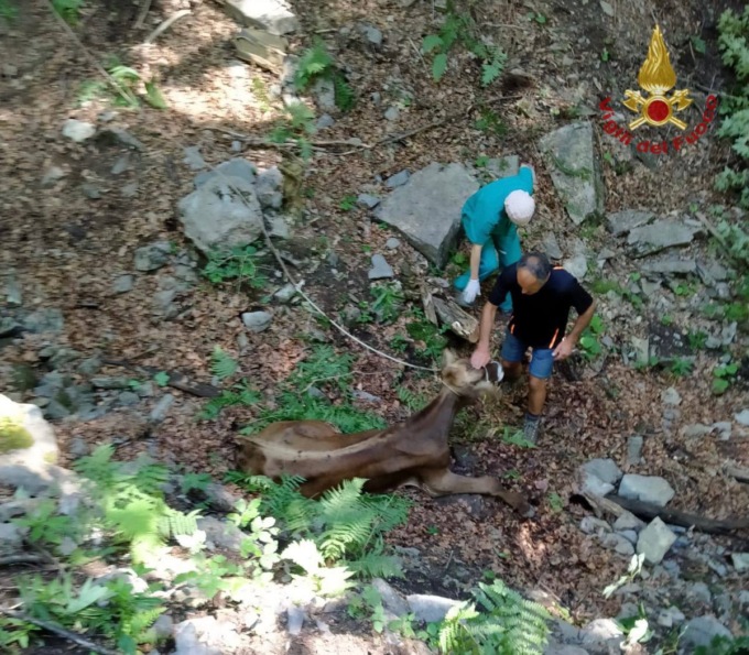 Mucca cade in un burrone, salvata con l’elicottero dai Vigili del fuoco