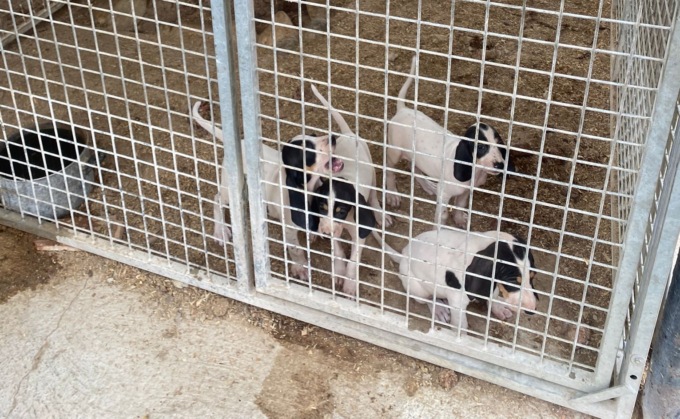 Allevamento abusivo di cani, blitz della Polizia