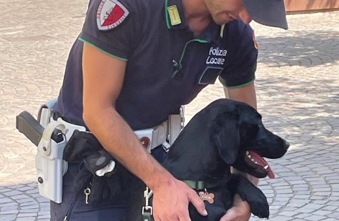 Droga in auto, scoperta grazie al fiuto del labrador Athena