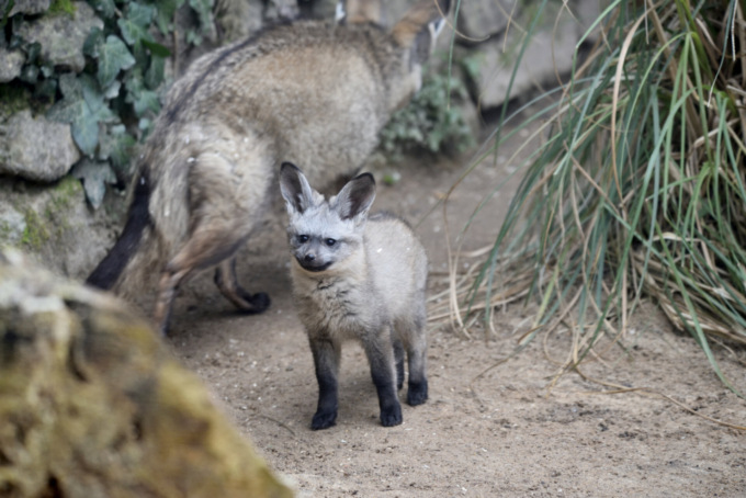 La piccola volpe Moa trasferita dalle Cornelle allo Zoo Boissiere in Normandia: un traguardo unico