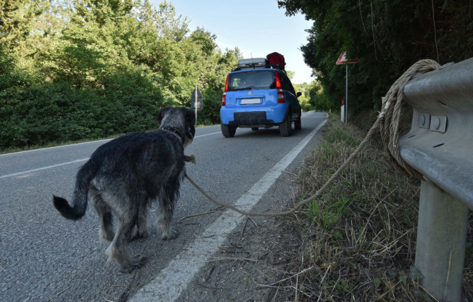 Boom sospetto di cani abbandonati, il sindaco chiede più controlli