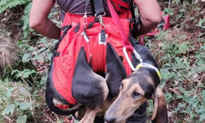 Val Seriana: cane cade in un dirupo, lo salvano i Vigili del Fuoco