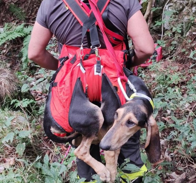 Val Seriana: cane cade in un dirupo, lo salvano i Vigili del Fuoco