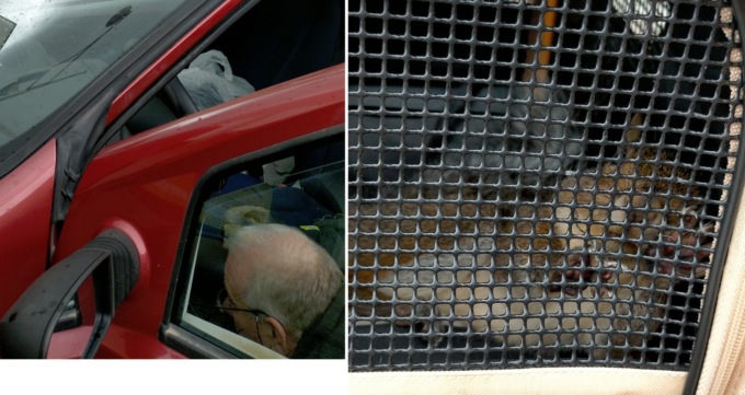 La giornata nera di uno scoiattolo a Canonica d’Adda, salvato dai Vigili del fuoco di Treviglio