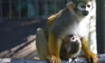 Nuove nascite al Parco "Le Cornelle": c'è una piccola scimmietta in cerca di un nome