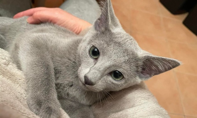 Ginette, gatta bergamasca, è la più bella del mondo