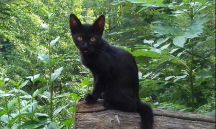 "Gattare" contro Halloween: sospese le adozione dei gatti neri per proteggerli dai sacrifici rituali