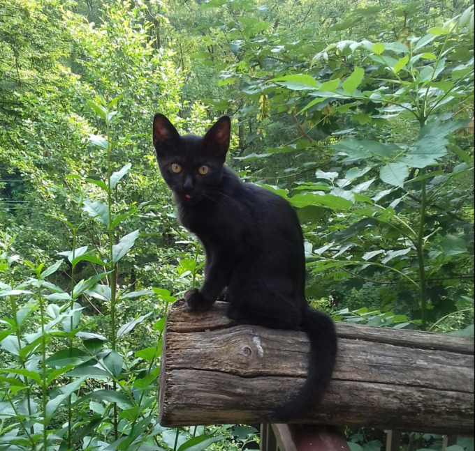 “Gattare” contro Halloween: sospese le adozione dei gatti neri per proteggerli dai sacrifici rituali