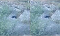 Il video del grosso felino a spasso sulle montagne bergamasche