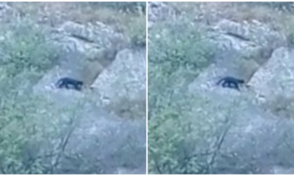 Il video del grosso felino a spasso sulle montagne bergamasche
