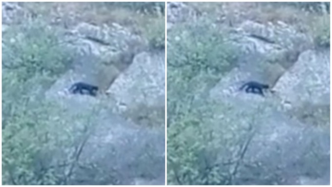 Il video del grosso felino a spasso sulle montagne bergamasche