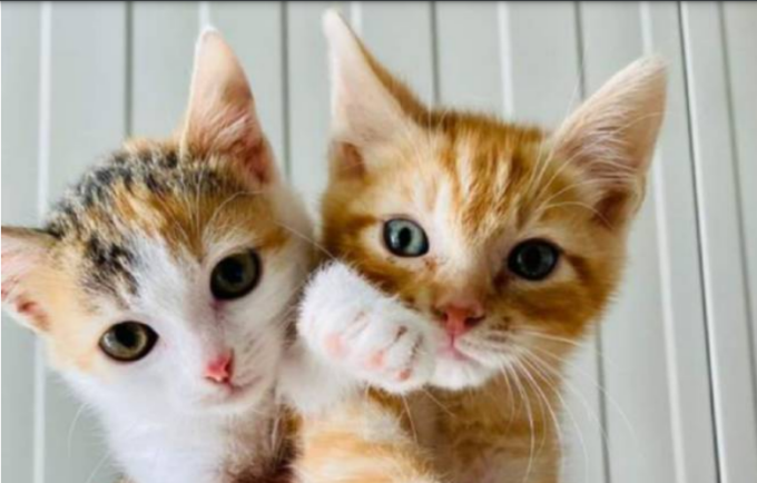 Gatto Oreste: “Mancata vigilanza sull’Oasi”, le ristoratrici chiedono 20 mila euro
