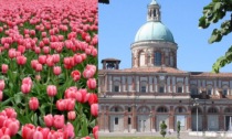 Trentacinquemila tulipani accanto al Santuario di Caravaggio