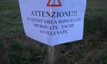 Bocconcini avvelenati al parco, allarme tra i padroni di cani in paese