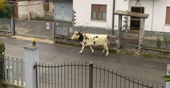 Mucca a spasso per Cividate